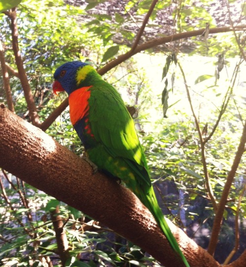 Today’s Australian adventures were magical!! We hiked in the Daintree rainforest, visited a wildlife habitat reserve in Port Douglas where I held a koala (!!), had lunch and climbed some trees at Cape Tribulation, and went boating on the Daintree