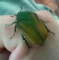 gonbar:  Escarabajo verde. Conocido por estos rumbos como mayate.