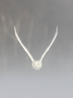 beautiful-wildlife:  V by Luc Parent Male Snowy Owl in a Winter