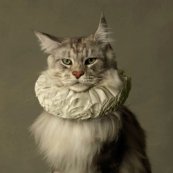isis0isis:  Cat with White Collar II, 2013 - Marie Cécile Thijs