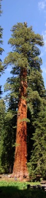 cityhopper2:  Giant Tree, Sequoia National Park, California,