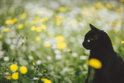 elenamorelli:  { tiny black panther and the spring }-luna, green