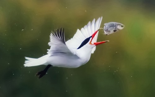 Fly-fishing (Common Tern)