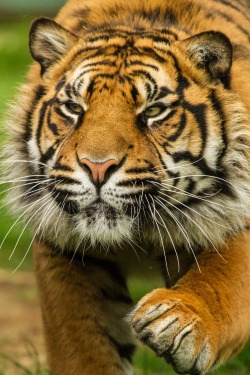 beautiful-wildlife:  Sumatran Tiger by Patrick Walker