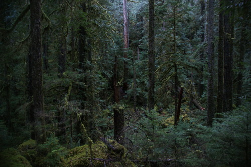 pnw-forest-side:  Not lost