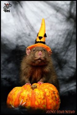 rattitude:  Great Halloween Rattie Fashion by “A hat for my