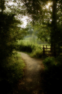 bonitavista:  Hundred Acre Wood, Hartfield, England photo via