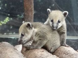 theanimalblog:  (via Five Playful Coatis for Taipei Zoo - ZooBorns)