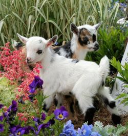 glitzyglamhealthy: can’t get enough of baby goats, they just