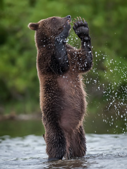 earthandanimals:  Ay! Ay! Ay-oo-oo! by Sergei Ivanov 