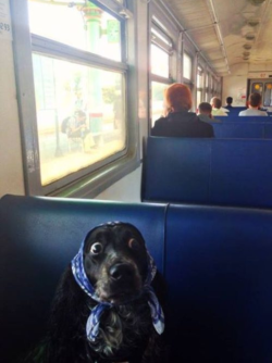 lettuce-all-laugh:  I MISSED MY STOP 