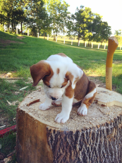 countryforthesoul:  “Mom… I’m stuck.”