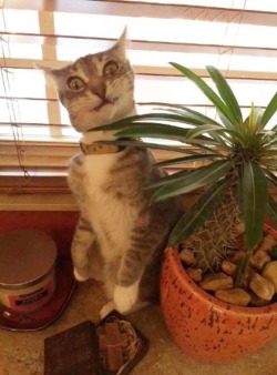 cute-overload:  My friends cat tried to eat a cactus.http://cute-overload.tumblr.com