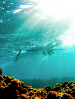 surfsouthafrica:  The reef is real. Hawaii. 