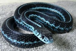 laysomeskinontheskatkat:  Puget Sound Garter Snake, is best known