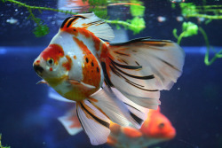 magicalnaturetour:  Goldfish (by Oº°‘¨¥ü©ã¹o¨‘°ºO)