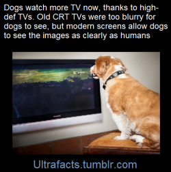 ultrafacts:    There is also a channel called DOGTV that has