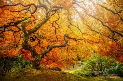 fotografiae:  That Tree by GaryRandall. http://ift.tt/1wLNlj8