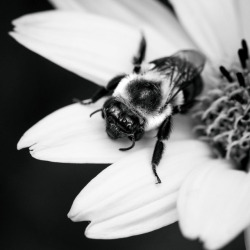 photoc4:  “Busy” Pollinating really takes it out of you,