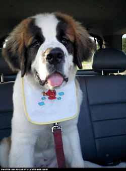 aplacetolovedogs:  Adorable St Bernard puppy with a cute and