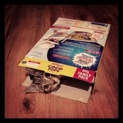 getoutoftherecat:  get out of there cat. i thought that my cereal