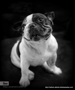 thacrazyanimal:  artblackwhite:  French Bulldog by fargesia_nate