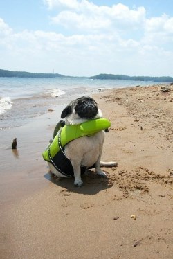 pugblug:  Confident pug ready to enter the ocean (with a lifejacket)