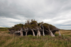 nubbsgalore:  slope point, the southernmost tip on new zealand’s