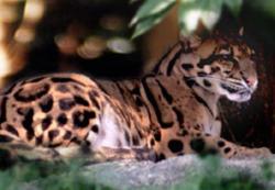 rhamphotheca:  Clouded Leopard Now Extinct in Taiwain :( by Doulas