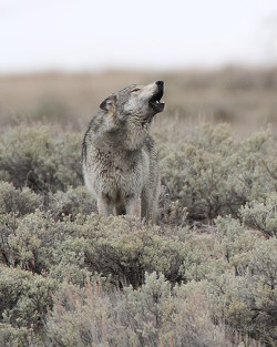 foreverthel0newolf:   Yellowstone’s Big Gray Howling in the