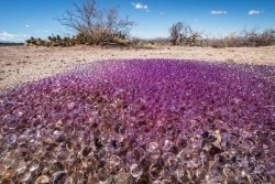 sixpenceee:  Purple Spheres of the Arizona Desert Early this