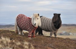 thebookh8r:  nudiemuse:  khaleesi:  shetland ponies in fair isle