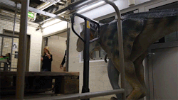 sbdrag:  yahooentertainment:  Chris Pratt got pranked by dinosaurs