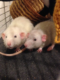 ratventures:  Here we see Bingley ruining a perfectly good photo