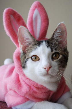 mel-cat:4-Ears by candyflossgirl on Flickr.Happy Easter dear