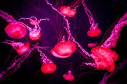 drxgonfly: Jellyfishes (by  Janne Huttunen)