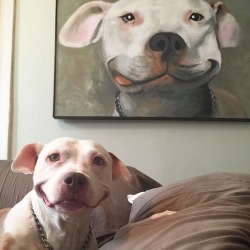 alchemyinherplace: babyanimalgifs:  Smiling pitbulls, reblog