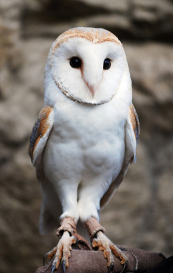 fro-do:  Barn Owl by floridapfe on Flickr. 