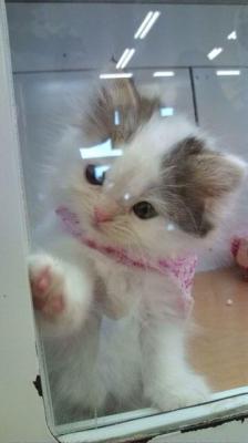 cat-pic:  53s ペットショップで見つけた可愛い子猫(