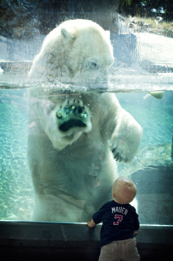 mystic-revelations:  Baby & Polar Bear (by Official San Diego