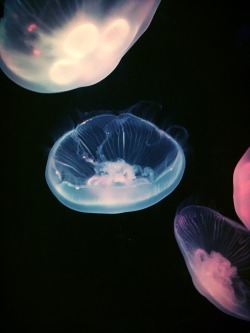 ratgods:moon jellies!!