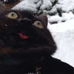 themcgeek:  Blep. 