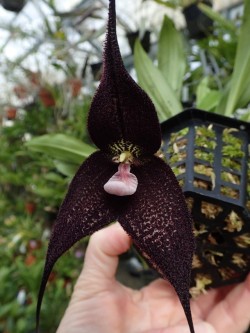 orchid-a-day: Dracula roezlii Syn.: Masdevallia roezlii; Masdevallia