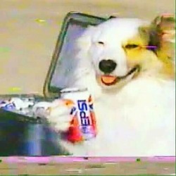cnoonr: urgent news, i have found another pepsi dog