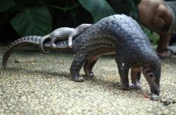 awwww-cute:Baby Pangolin sleeping on mother’s tail. (Source: