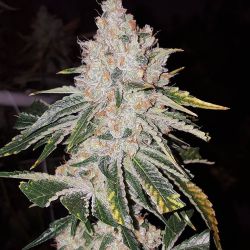 weedporndaily:  Smoked some #Tangie… to motivate myself to