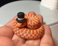 awwww-cute:  Just a tiny snake wearing a tiny top hat (Source: