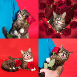 leoinengland:  bublog:  Be BUB’s.  cutest valentime I have