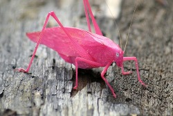 bara-brows:  jewist:  A katydid. Commonly green, its pink colour