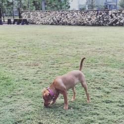 “The dog park is my favorite place to sniff” #ripley